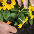 Fiskars 6" Non-Stick Pruning Snips, Resin-Resistant Garden Scissors, 2-Pack