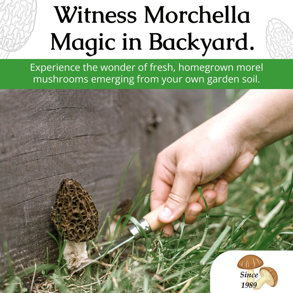 MOREL HABITAT KIT® Morel Mushroom Growing Kit (Morchella)