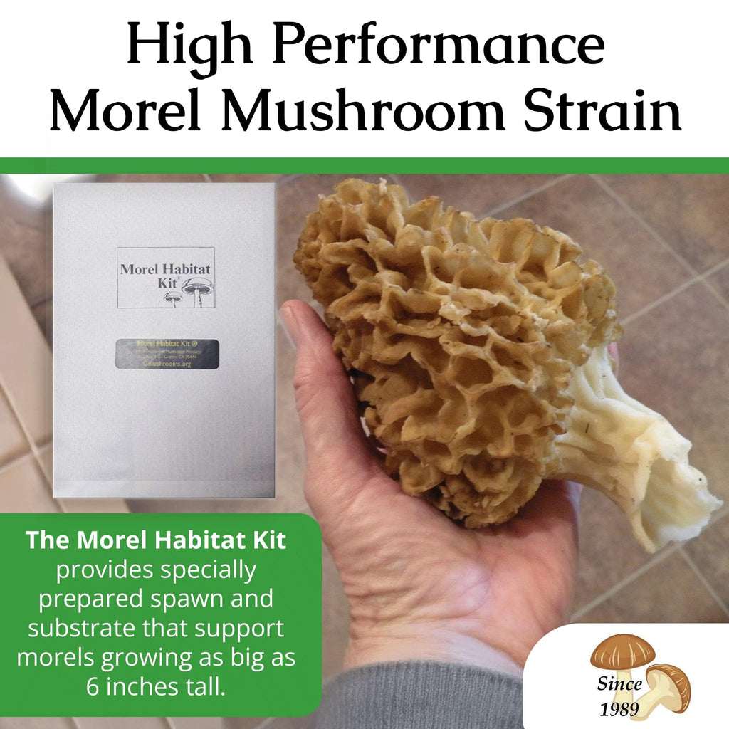 MOREL HABITAT KIT® Morel Mushroom Growing Kit (Morchella)