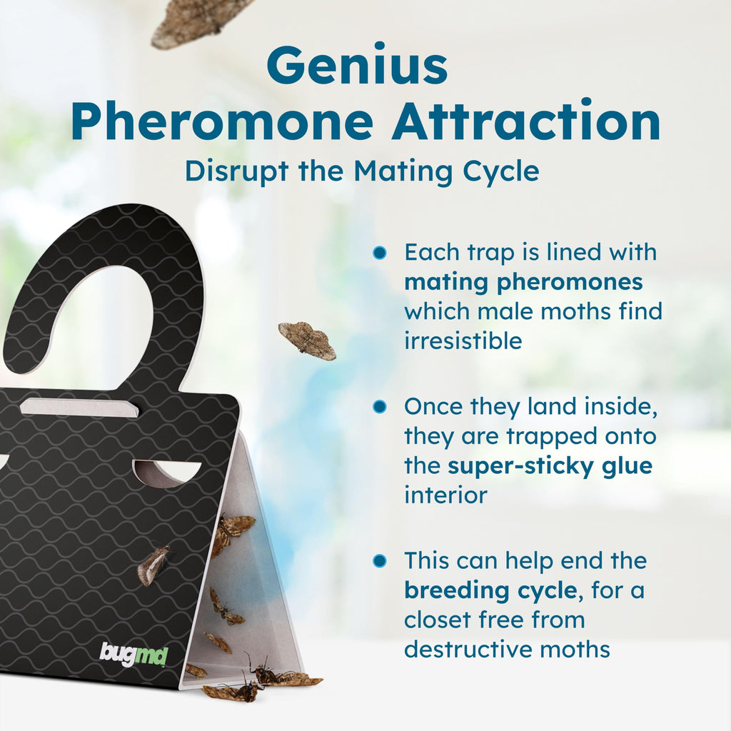 BugMD Clothes Moth Boss Traps (6 Count, Black) - Sticky Glue Bug Repellent Pheromone Attractor for Closets Wardrobes Cabinet Drawers, Moth Balls for Closet, Moth Traps with No Harsh Chemicals