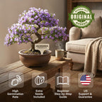 Avergo Bonsai Starter Kit – Growing Jacaranda Bonzai Tree