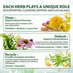 Lymphatic Drainage Capsules Natural Herbal Supplement for Immune Health & Fluid Balance, with Echinacea, Dandelion, and Burdock 60 Capsules
