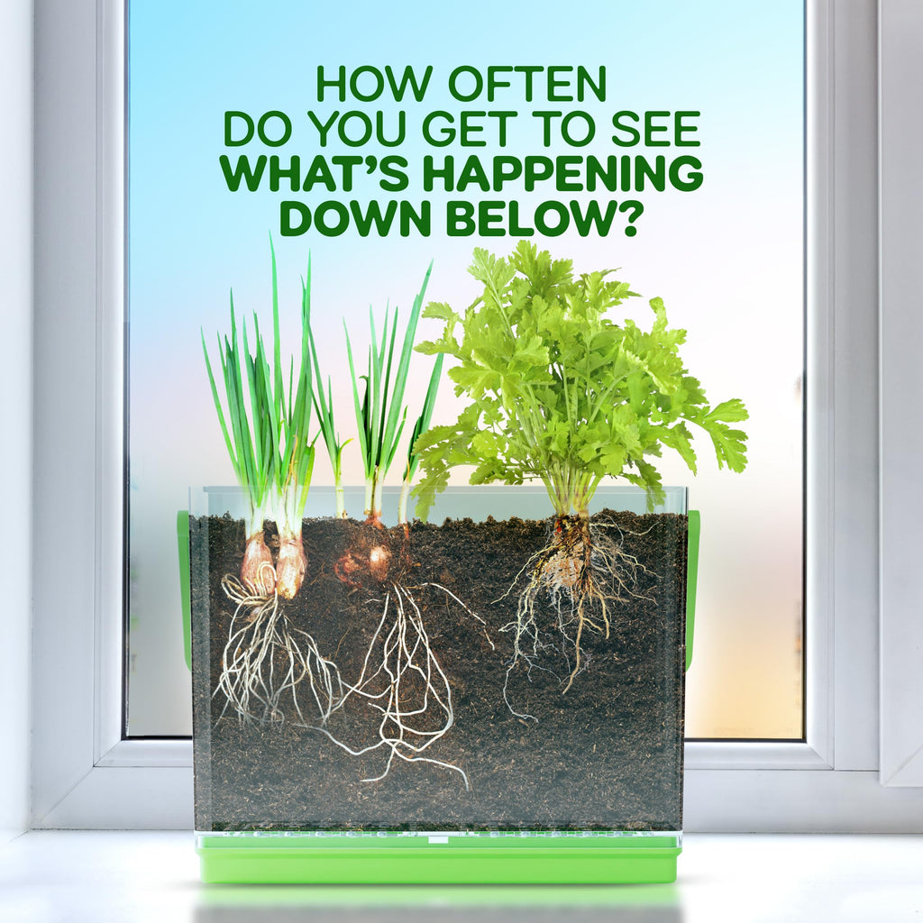 Dan&Darci Root Viewer Kit for Kids - Grow Your Own Plant for Boys & Girls Gifts - Science STEM Toy & Craft Growing Kits for Ages 4-8 Birthday Gifts for Boy, Girl 4, 5, 6, 7, 8, Year Old - Gardening