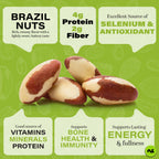 NUT CRAVINGS - Raw Brazil Nuts, Unsalted (16oz - 1 LB) No Shell, Whole