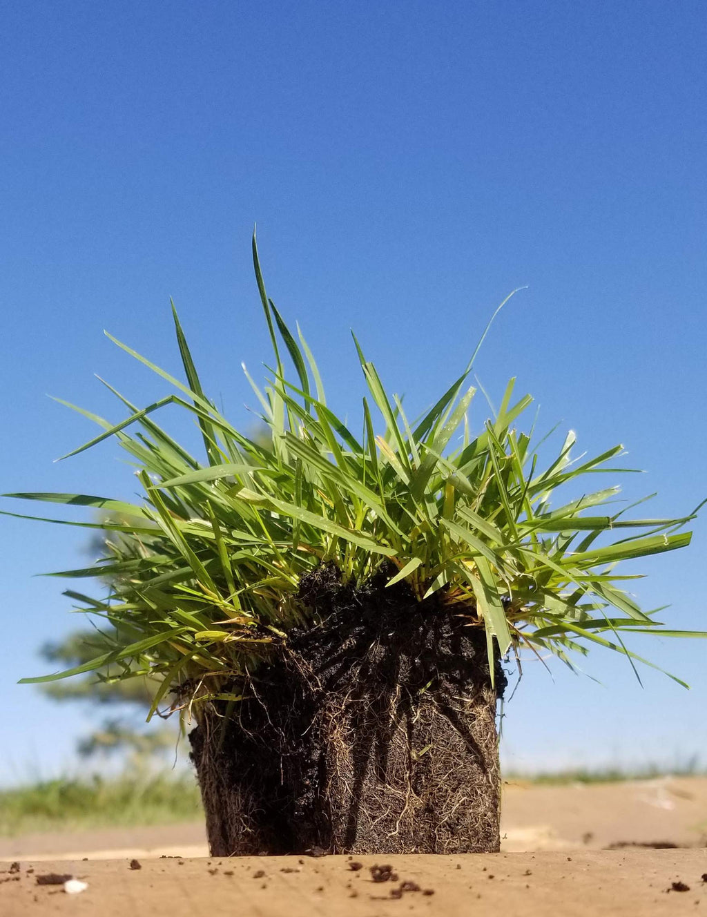 Zoysia Plugs - 100 Large Plugs, Drought Tolerant, Low Maintenance