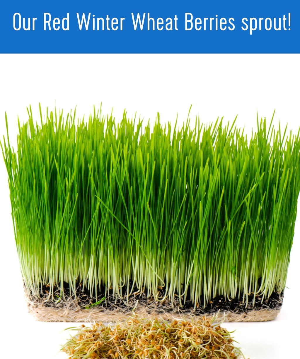 Palouse Brand Certified Glyphosate Residue Free Hard Red Winter Wheat Berries | 10 LBS | Family Farmed in Washington State | Non-GMO Project Verified | Certified Kosher Parve Bag