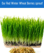 Palouse Brand Certified Glyphosate Residue Free Hard Red Winter Wheat Berries | 10 LBS | Family Farmed in Washington State | Non-GMO Project Verified | Certified Kosher Parve Bag