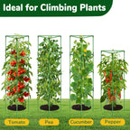 ZeeDix 65 Inch 4 Pack Heavy Duty Tall Tomato Cages for Garden