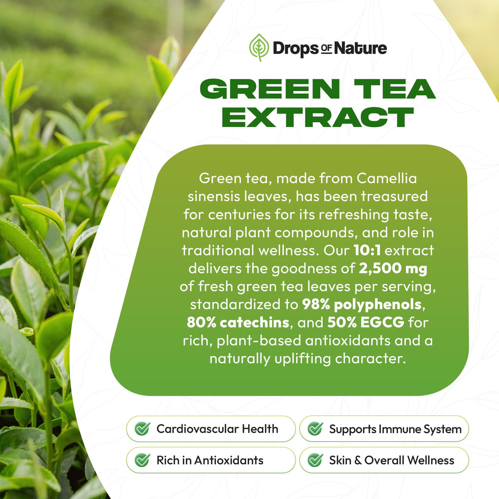 Green Tea 10:1 Extract 50% EGCG - Green Tea Liquid Drops - Vegan, 4X More Powerful Than Pills & Capsules - 2oz Antioxidant & Immune Supplement - Skin, Heart Support, Brain Health & Memory Boost