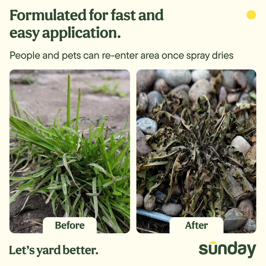 Sunday Weed Warrior, 32oz, 2 Pack - Grass & Weed Killer - Organic, Ready-to-Use Weed Killer Spray - Herbicide Spot Treatment - Kills Weeds, Grass, Algae and Moss
