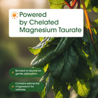 NatureBell Magnesium Taurate - 240 Capsules - 1,500mg High Absorption Chelated Formula - with Amino Acid Taurine - Heart Health, Nervous System, Muscle & Bone Health Support*