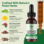 SHELTREE HEALTH Lymphatic Drainage Drops, 2 Fl. Oz | Organic Lymphatic Drainage Supplements with Cleavers, Red Clover Flower, Stillingia Root, Prickly Ash Bark, Dandelion | Vegan | Non-GMO
