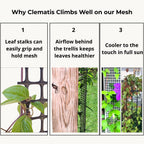 Deck Post Trellis for Clematis and Climbing Plants, 1-Pack
