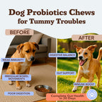 Natural Dog Company Probiotic Chews (90 Bites), Chicken Flavor, Helps with Digestion, Supports Immune System, Probiotics Supplement for Dogs of All Ages, Sizes & Breeds.