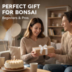 Avergo Bonsai Starter Kit – Growing Jacaranda Bonzai Tree