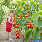 6-Pack Tomato Cage for Garden Plant Support- Up to 46inch