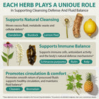 Lymphatic Drainage Supplements, Lymphatic Drainage Capsules for Immune Health & Fluid Balance – Natural Herbal with Echinacea, Dandelion & Burdock Root, Non-GMO, Vegan, Gluten Free - 120 Capsules