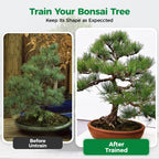 Bonsai Wire Kit with Cutter, Anodized Aluminum-189FT 7 Rolls 5 Sizes 1-3mm