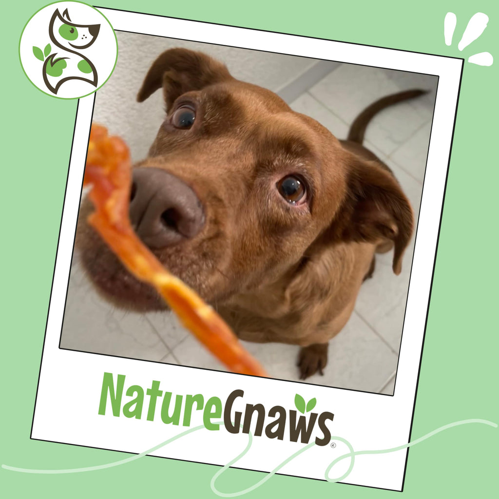 Nature Gnaws USA Turkey Tendons Dog Treats, 8 oz