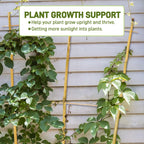 Avalution 10 Pack Bamboo Trellis for Climbing Plants, 4 FT Garden Ladder Trellis for Potted Plants Indoor, Fan-Shaped Small Plant Support Trellis for Houseplants Ivy Hoya Vine Monstera