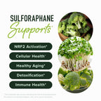 50MG Sulforaphane Supplement from Broccoli Sprouts | NRF2 Activation, Cellular Health & Immune Support | Glucoraphanin, Myrosinase & Antioxidants | 3rd Party Tested | 120 Broccoli Seed Microbeadlets
