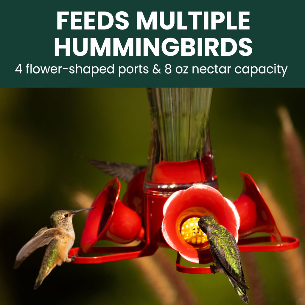 Perky-Pet Glass Hummingbird Feeders for Outdoors, 8 oz Nectar Capacity