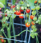 Burpee Medium Heavy Gauge Tomato Cage | 3 Cages for Plant Support in Garden | 14" x 14" x 48" | Made in The USA| Grow Healthier, More Productive Tomato Plants