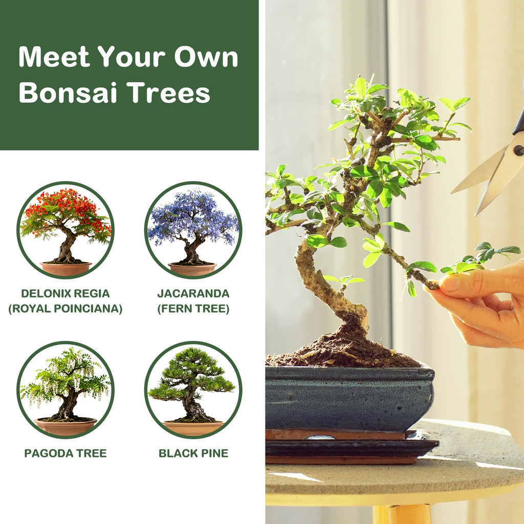 LUOJIBIE Bonsai Tree Kit, Complete Bonsai Starter Growing Kit, Christmas Birthday Gifts for Women Men Mom Dad Girls Boys, Gardening Gift for Plant Lovers, White Elephant Gifts for Adults