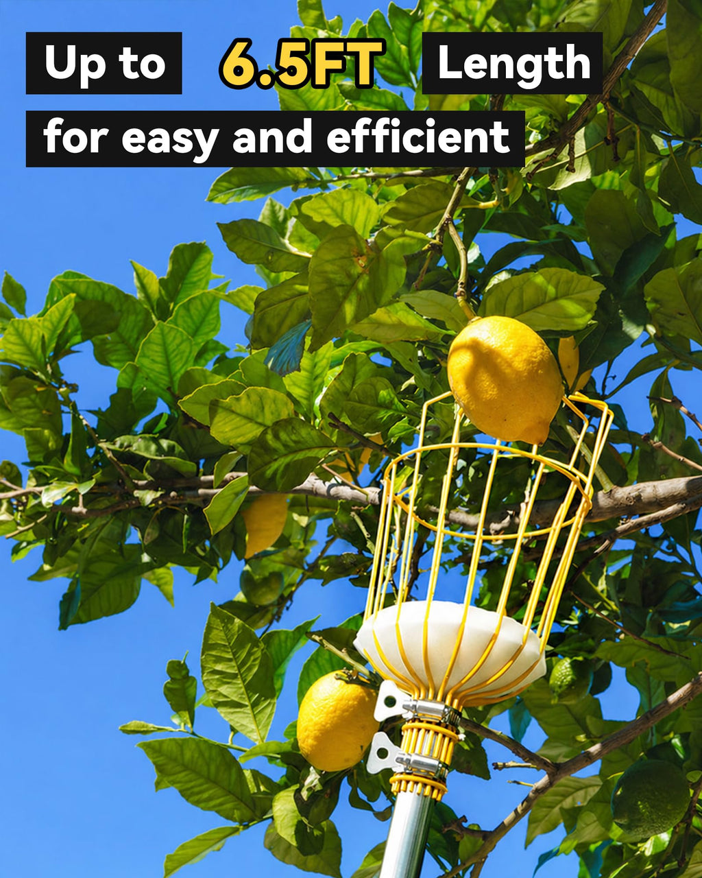 BlumeTrec 6.5FT Fruit Picker with Basket, Apple Picking Tool 35–77 Inch Adjustable Pole, Long-Handle Mango Grabber, Tree Fruit Catcher for Harvesting Lemon Pear Orange Avocado Peach Citrus Grapefruit