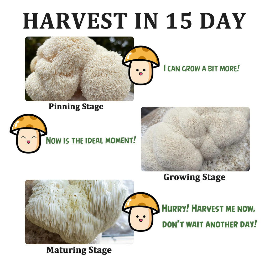 Organic Mushroom Growing Kit, Lion's Mane Mushroom Grow Kit with All Accessories, Grow Fresh Edible Mushrooms Indoor, USDA Certified Organic, Non-GMO, Easy to Grow at Home