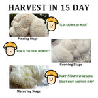 Organic Mushroom Growing Kit, Lion's Mane Mushroom Grow Kit with All Accessories, Grow Fresh Edible Mushrooms Indoor, USDA Certified Organic, Non-GMO, Easy to Grow at Home