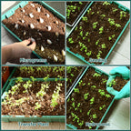 YoleShy 5 Packs Seed Starter Tray with Dome Reusable Plastic Plant Growing Trays with Humidity Domes Lids Thickened Sturdy for Seed Starting Germination Growing Seedling Propagation,14.5"x9"