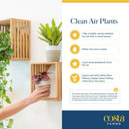 Costa Farms Live Indoor House Plants (6-Pack), Hand Selected Easy to Maintain Indoor Assorted Houseplants, Curated Air Purifying Mix, Low Light, Home Office Decor Plant Gift