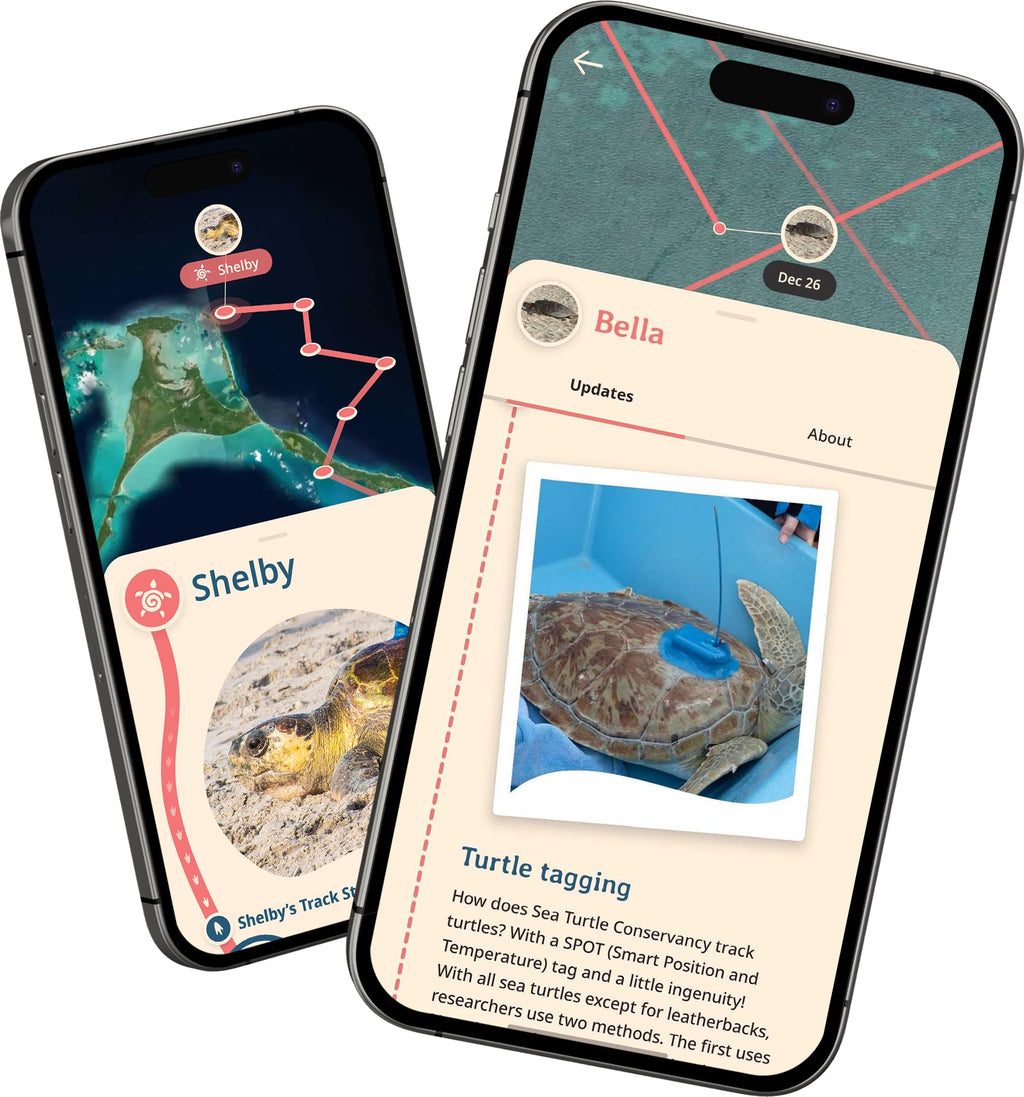 Fahlo Sea Turtle Tracking Bracelet, Sky Stone