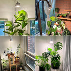 SANSI Dimmable Grow Light Bulb Full Spectrum, High PPFD 40W (600 Watt Equiv) with Remote, Auto On Off Timing 4 8 12 Hrs, Energy Saving Plant Light Bulb with E26 Base for Indoor Plants