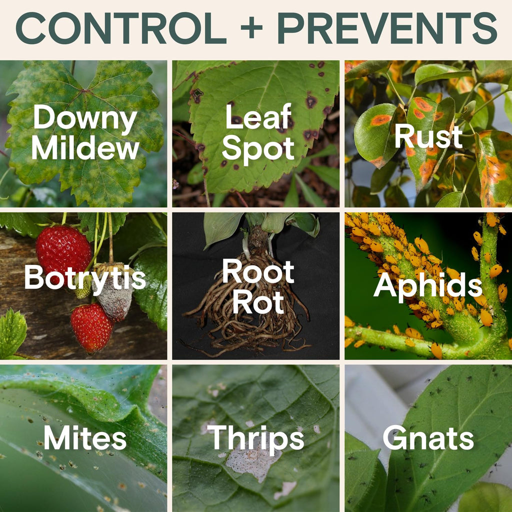 Organic Insecticide & Fungicide for Plants — Indoor/Outdoor Protection to Control Powdery Mildew, Spider Mites, Aphids, Whiteflies, Fungus Gnats — Safe on Vegetables & Lawns — Concentrate Spray, 16oz