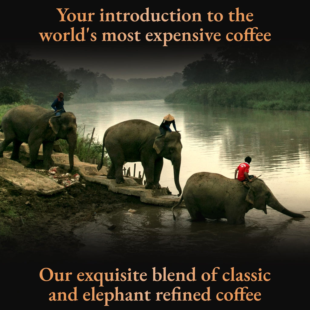 Black Ivory Coffee Mahout's Blend | Elephant-Refined Coffee Blend | Thai Arabica Whole Bean Coffee | 40 g (1.4 oz)