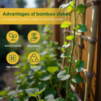 Cambaverd Bamboo Stakes 3ft, 50 Pack Garden Stakes, Bamboo Sticks for Plant