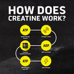 Ascent Clean Creatine Monohydrate Powder - 5G Per Serving, Creapure Supplement - Unflavored, 45 Servings