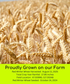 Palouse Brand Certified Glyphosate Residue Free Hard Red Winter Wheat Berries | 10 LBS | Family Farmed in Washington State | Non-GMO Project Verified | Certified Kosher Parve Bag