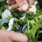 Fiskars 6" Non-Stick Pruning Snips, Resin-Resistant Garden Scissors, 2-Pack