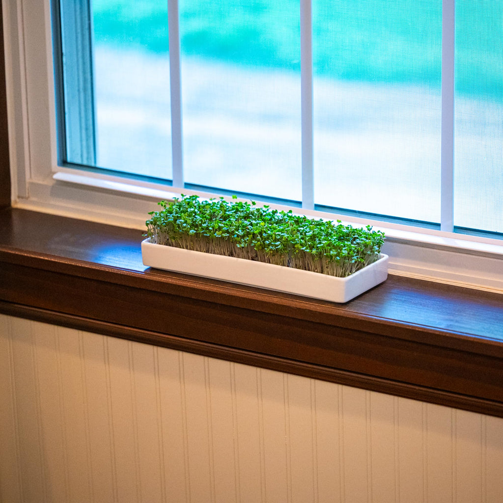 mizuna Microgreens Growing Kit — 2 Ceramic Trays, Coconut Coir & Seeds | Indoor Windowsill Grow Kit | Gift for Plant & Food Lovers