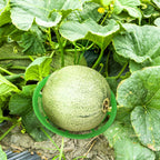 Pumtus 12 Pack Melon Cradles, Plastic Pumpkin Support, Squash Protector Stand, Watermelon Support Plant Trellis, Melon Holder Growing Frame, Protector for Watermelon, Squash, Pumpkin