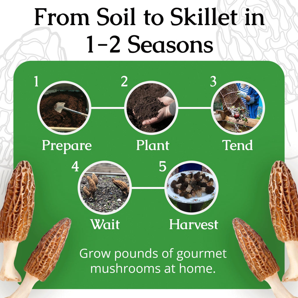 MOREL HABITAT KIT® Morel Mushroom Growing Kit (Morchella)