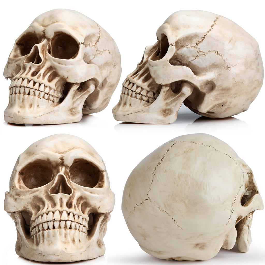 READAEER Halloween Skull Head, Life Size Resin Skull, Large Size Adult Skull Head Model for Home Decoration, Halloween Skull Statue, Human Skull Head Model (White)
