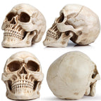 READAEER Halloween Skull Head, Life Size Resin Skull, Large Size Adult Skull Head Model for Home Decoration, Halloween Skull Statue, Human Skull Head Model (White)