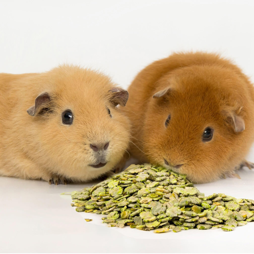 Farriers Equine Care Lice & Mite Shampoo for Guinea Pigs & Small Mammals