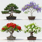 Bonsai Tree Starter Kit for Beginners - Indoor Live Plant Gardening Adult Craft DIY Kits - Unique Christmas, Birthday, White Elephant Gifts for Women, Men, Boys & Girls