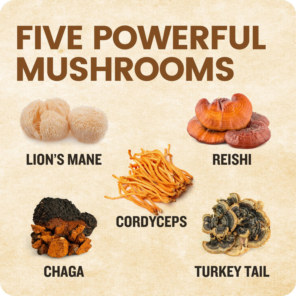 Shroomeaz Flavored Infused Toothpicks (Variety Reishi, Cordyceps, Lions Mane, Turket Tail, Chaga) 5 Pack