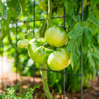 Vego Garden 2 Pack Tomato Cage 14.5"x 58" Square for Garden & Pots, Rust-Resistant Tomato Stackable Heavy Gauge Plant Cage Trellis Support for Climbing Vegetables Plants